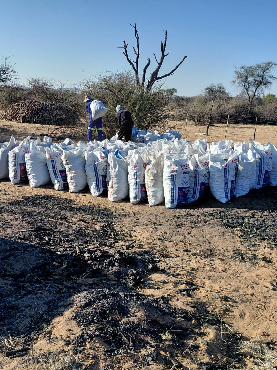 Workers filling charcoal bags at a Namibian harvesting site