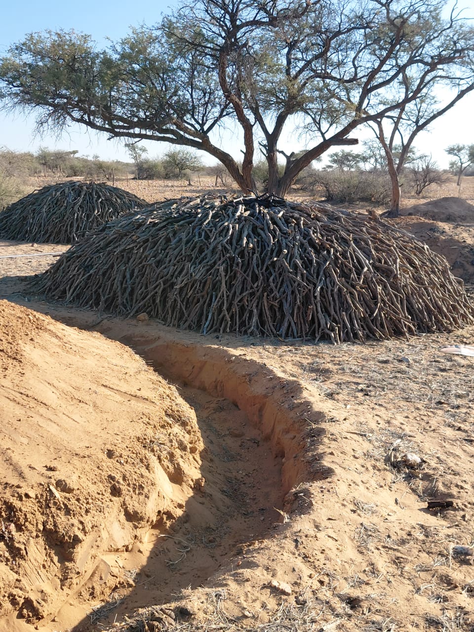 Traditional earth-mound charcoal kiln under a camelthorn tree